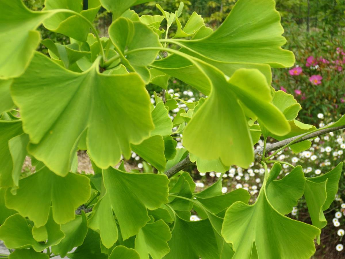 Twin Ginkgo Giverny Exterior photo