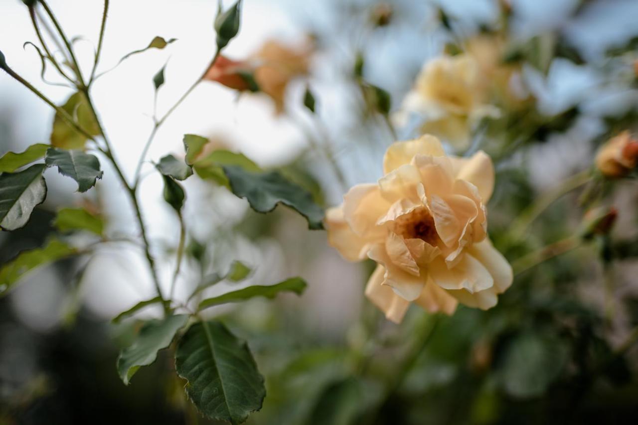 Twin Ginkgo Giverny Exterior photo